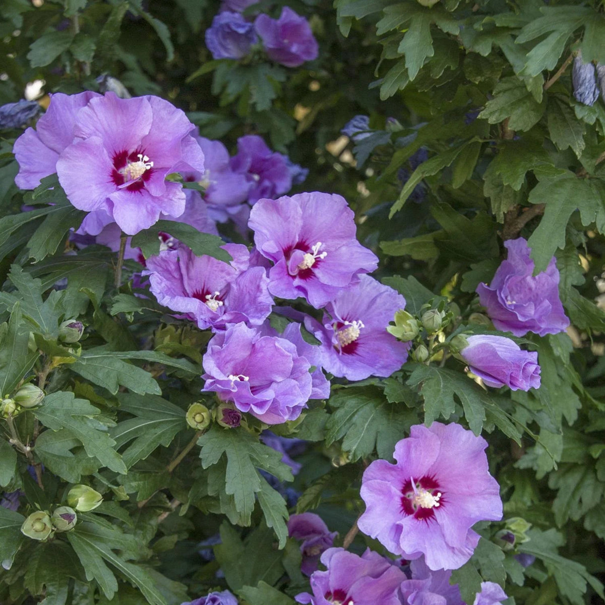 Hibiscus Minerva Rose Of Sharon Seeds - 10 To 200 Seeds, Beautiful Pink Shades, Flowering Shrub