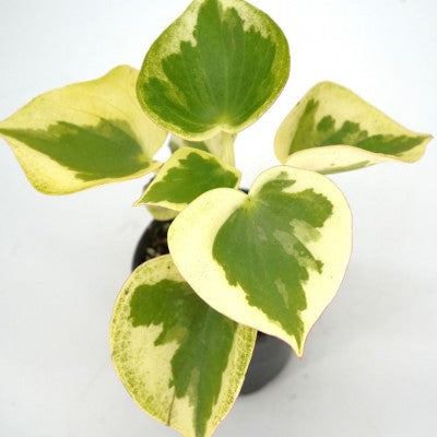 peperomia vs pothos Teardrop Peperomia – Southern Idaho Landscape Center