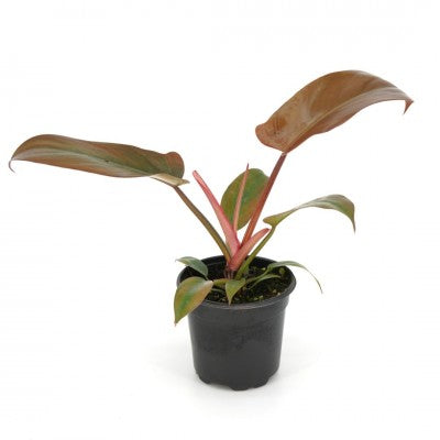 philodendron birkin brązowe plamy Birkin Philodendron, Houseplant – Southern Idaho Landscape Center