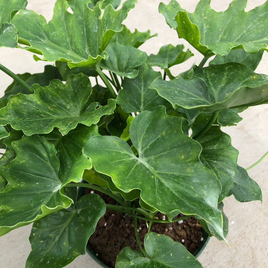 Philodendron 'Shangri-La' (Split Leaf) – Southern Idaho Landscape Center