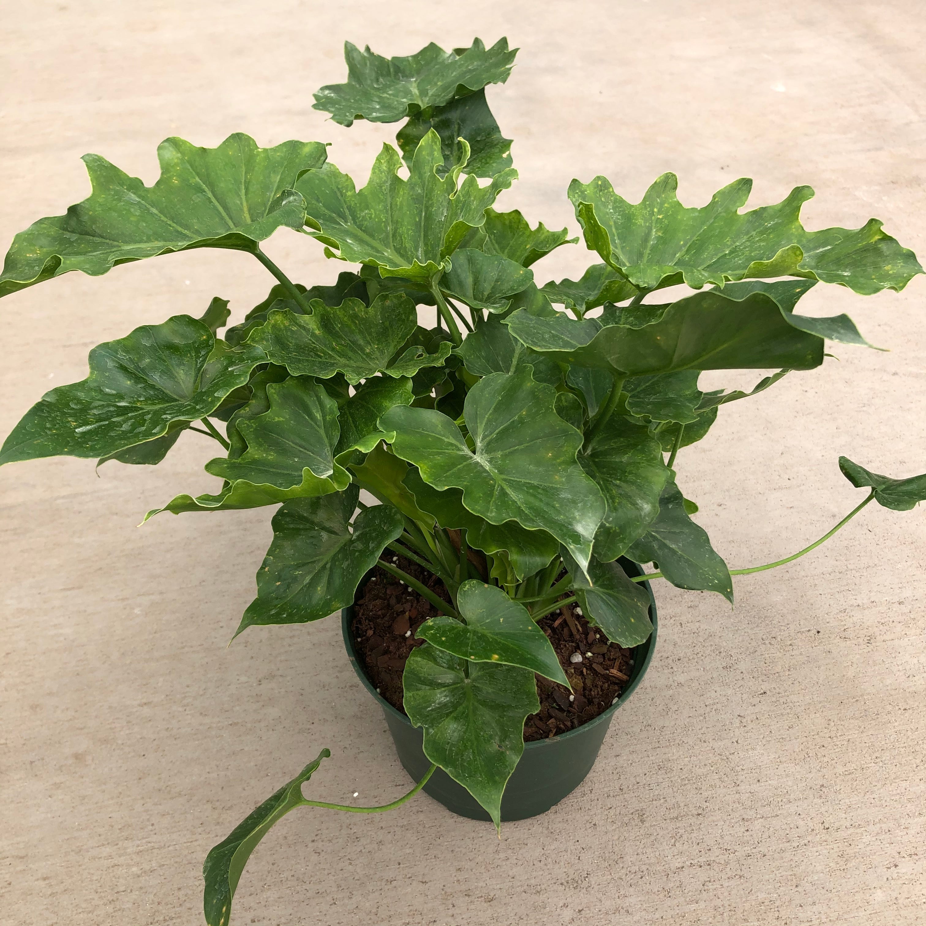 philodendron selloum vs shangri la Philodendron 'Shangri-La' (Split Leaf) – Southern Idaho Landscape Center