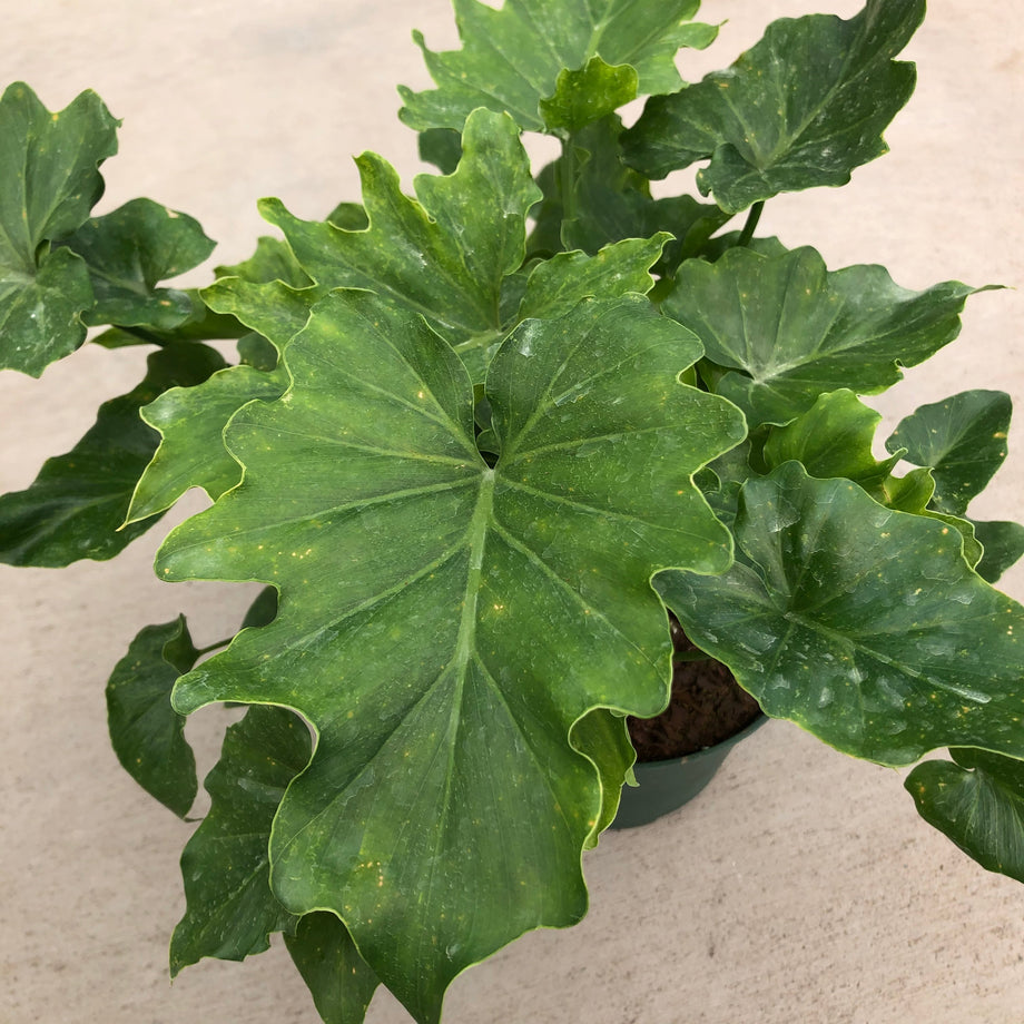 philodendron selloum vs shangri la Philodendron 'Shangri-La' (Split Leaf)