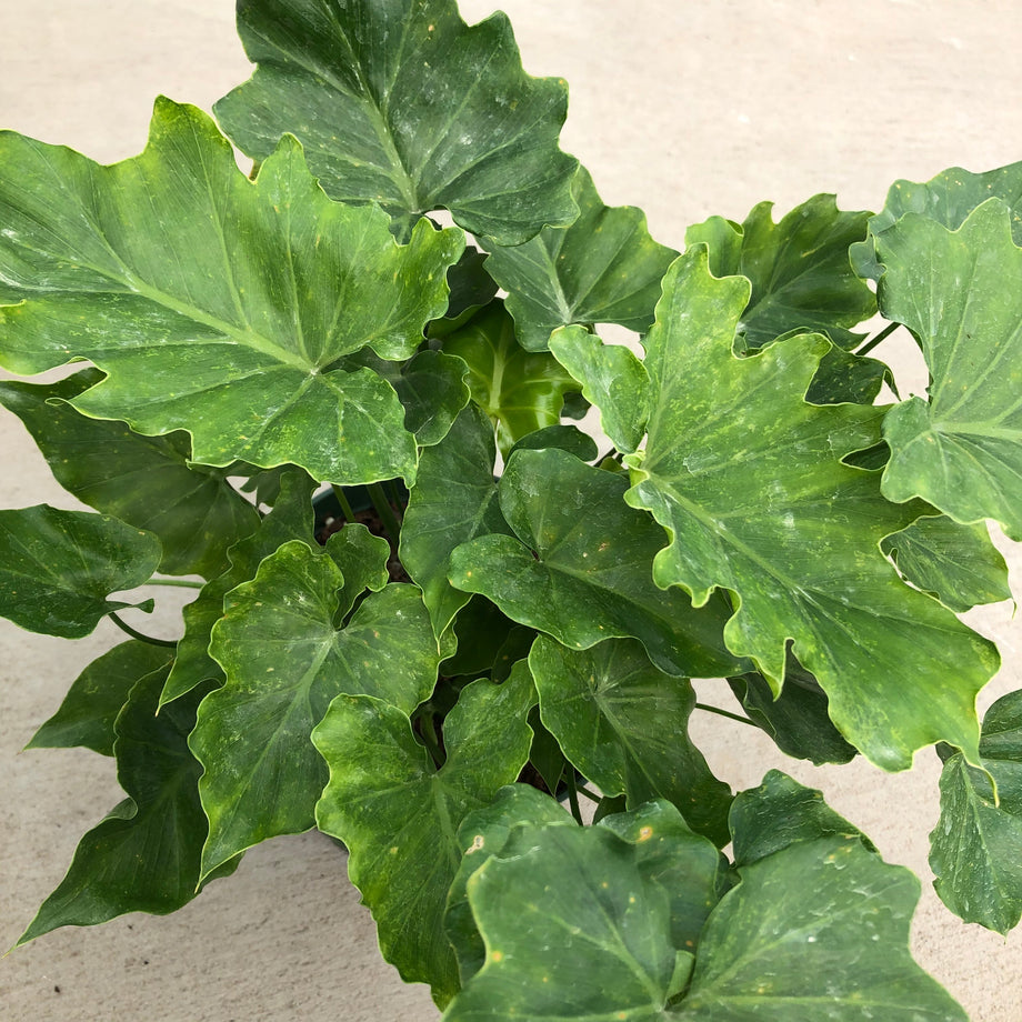 philodendron shangri la variegated Philodendron 'Shangri-La' (Split Leaf)