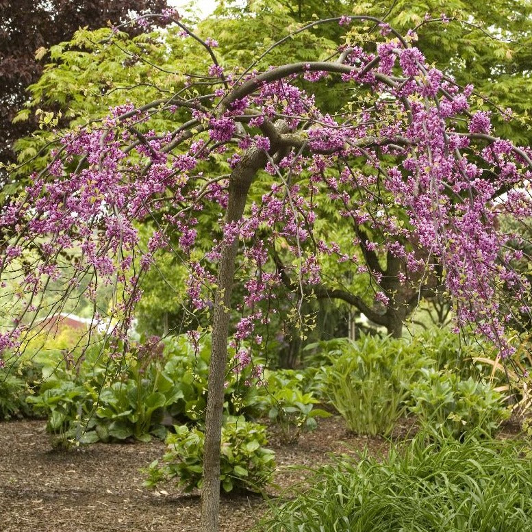 twisted redbud lavender tree Lavender Twist Redbud Tree