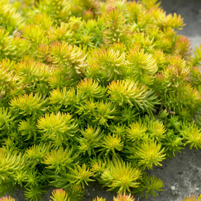creeping succulent ground cover Angelina Creeping Sedum (Stonecrop) – Southern Idaho Landscape Center