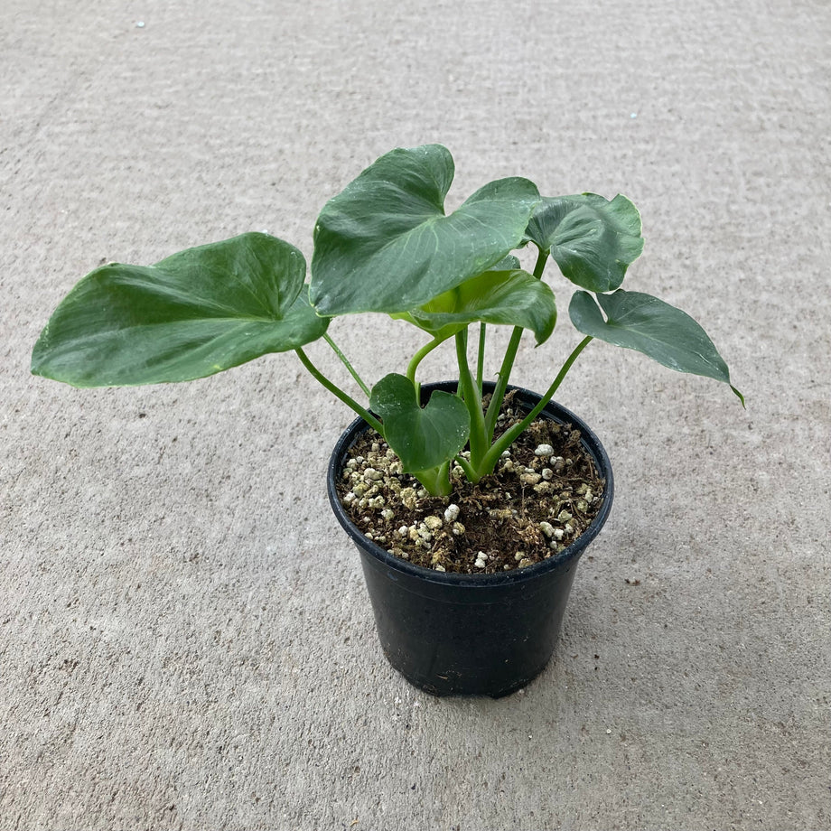 philodendron selloum hope plant Philodendron selloum 'Hope' (Split Leaf Philodendron) – Southern Idaho Landscape Center