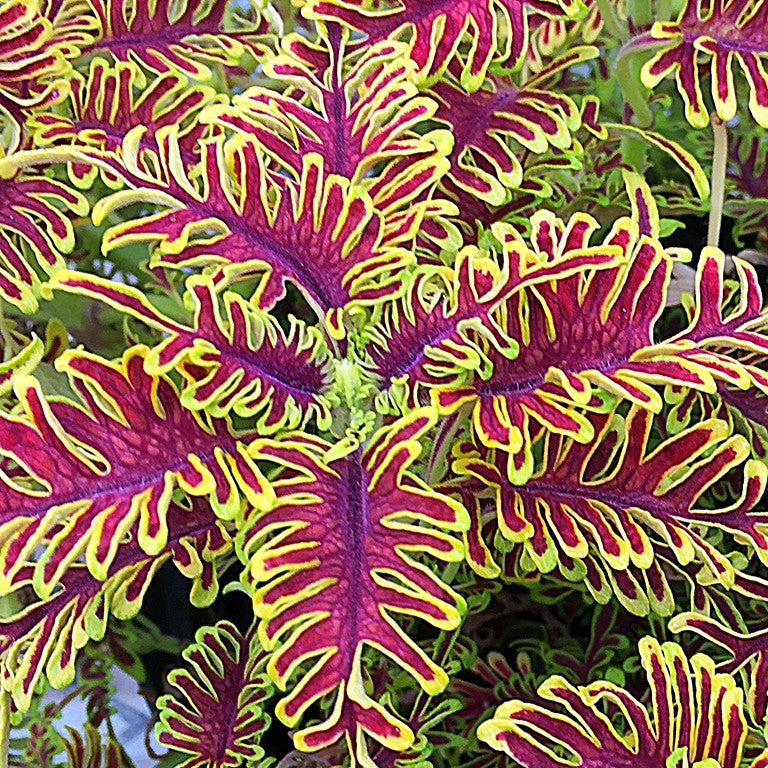 succulent coleus Skeletal Coleus