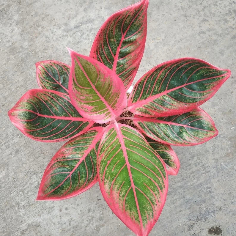 Aglaonema 'Khanza' (Chinese Evergreen) – Southern Idaho Landscape