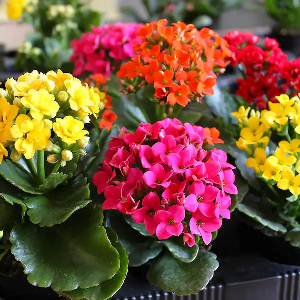 succulent kalanchoe blossfeldiana Kalanchoe blossfeldiana (Florist Kalanchoe)