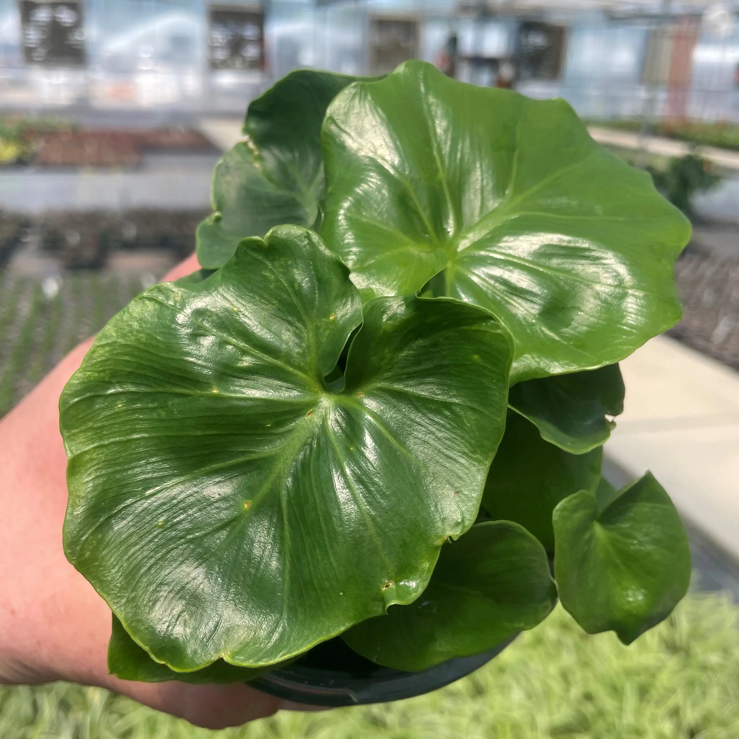 Philodendron 'Super Atom' Southern Idaho Landscape Center Philodendron 'Super Atom' Southern Idaho Landscape Center