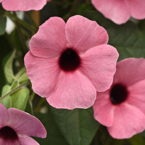 rose vine seeds Sunny Rose Sensation Black-Eyed Susan Vine – Southern Idaho Landscape Center