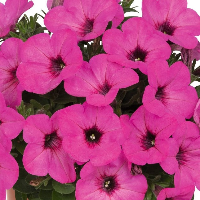fuzzy pink hanging plant 10" Black and Blue Petunia Hanging Basket Plant – Southern Idaho Landscape Center