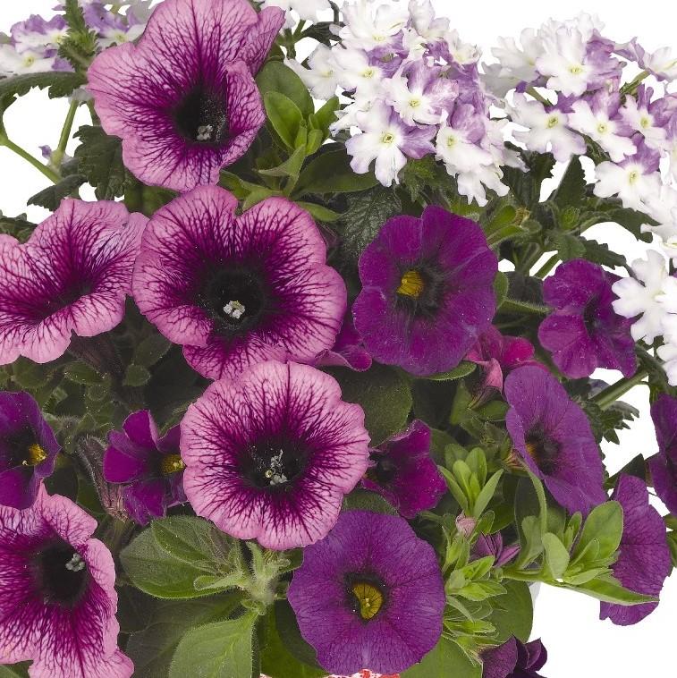 hanging purple flower plant 10" Confetti Shocking Purple Hanging Basket – Southern Idaho Landscape Center
