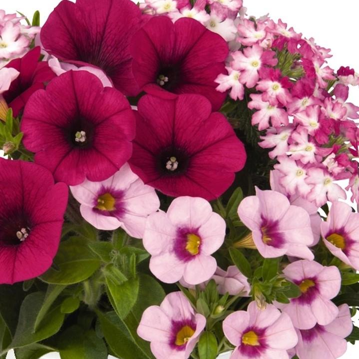 pink hanging basket plants 10" Confetti Shocking Pink Hanging Basket – Southern Idaho Landscape Center