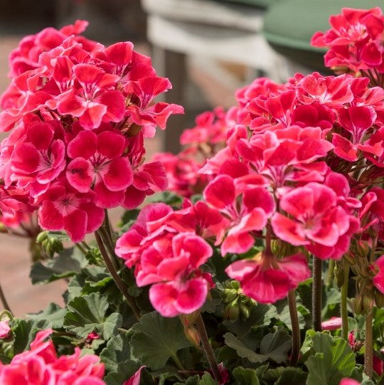 Savannah Ruby Sizzle Zonal Geranium – Southern Idaho Landscape Center