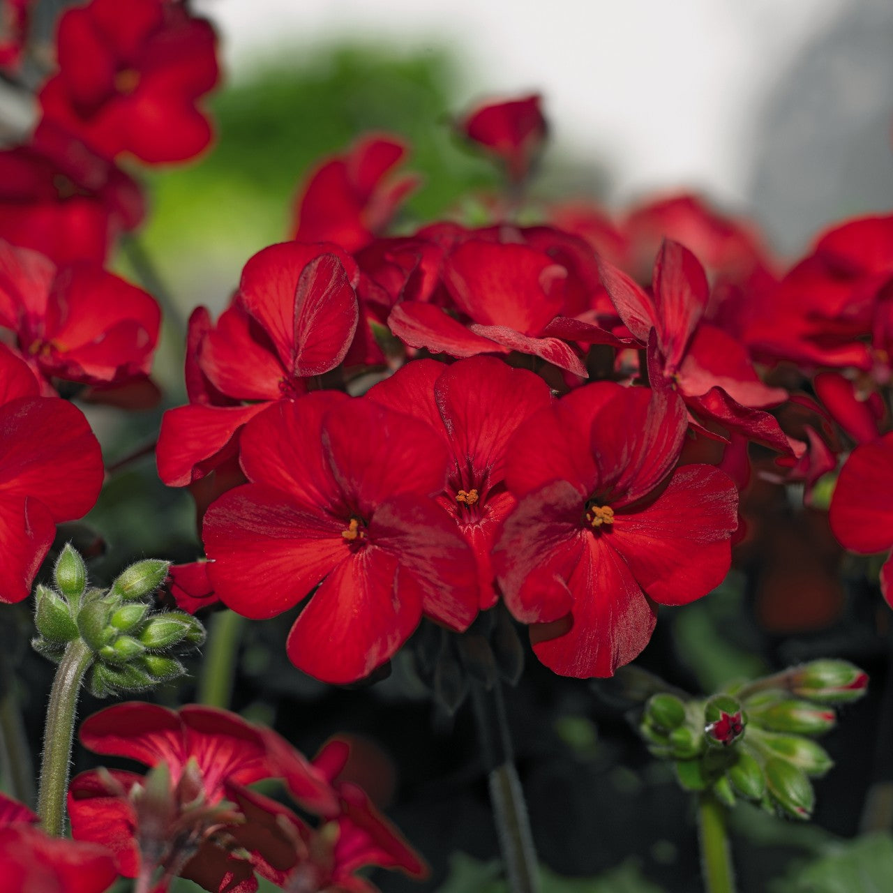 dark red geranium seeds Sarita Dark Red Geranium