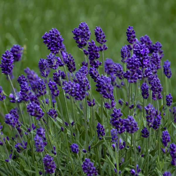 purple english lavender plant Lavance Deep Purple English Lavender