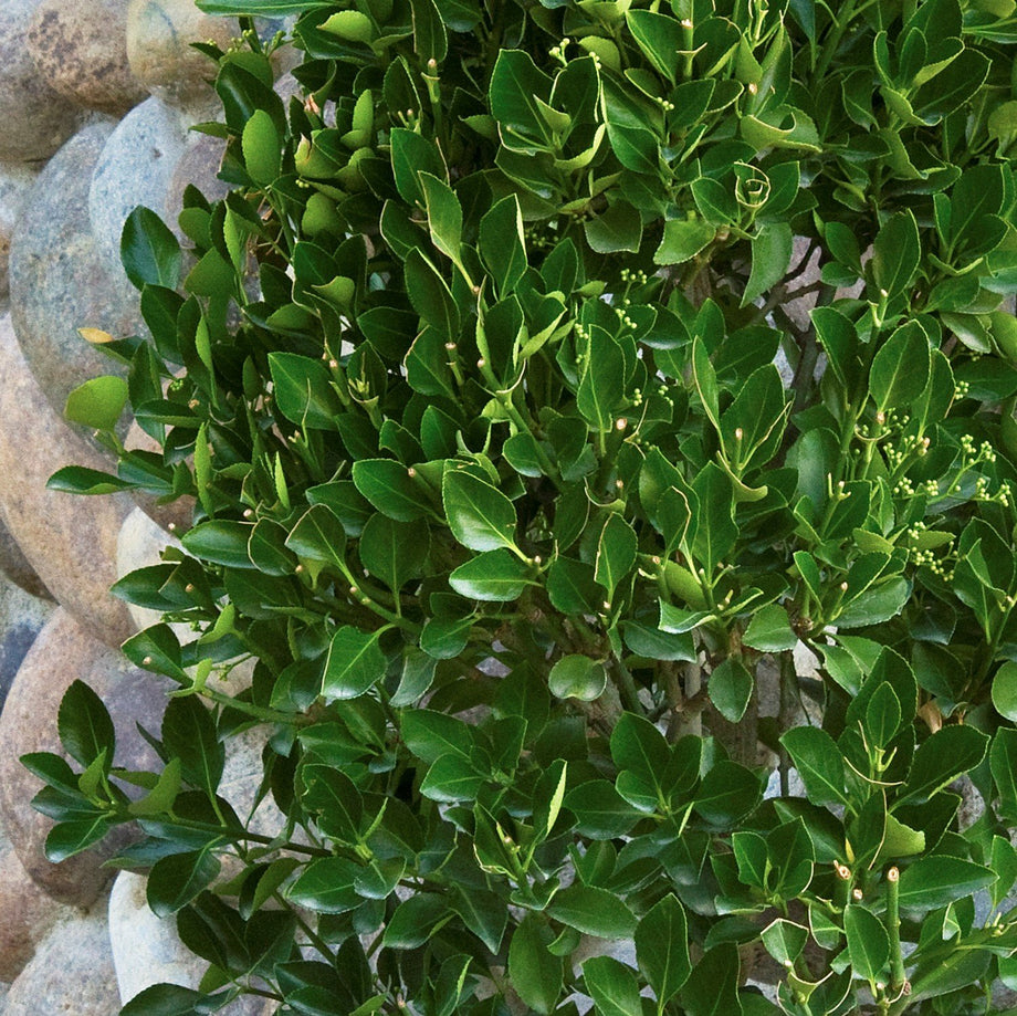 Manhattan Euonymus – Southern Idaho Landscape Center