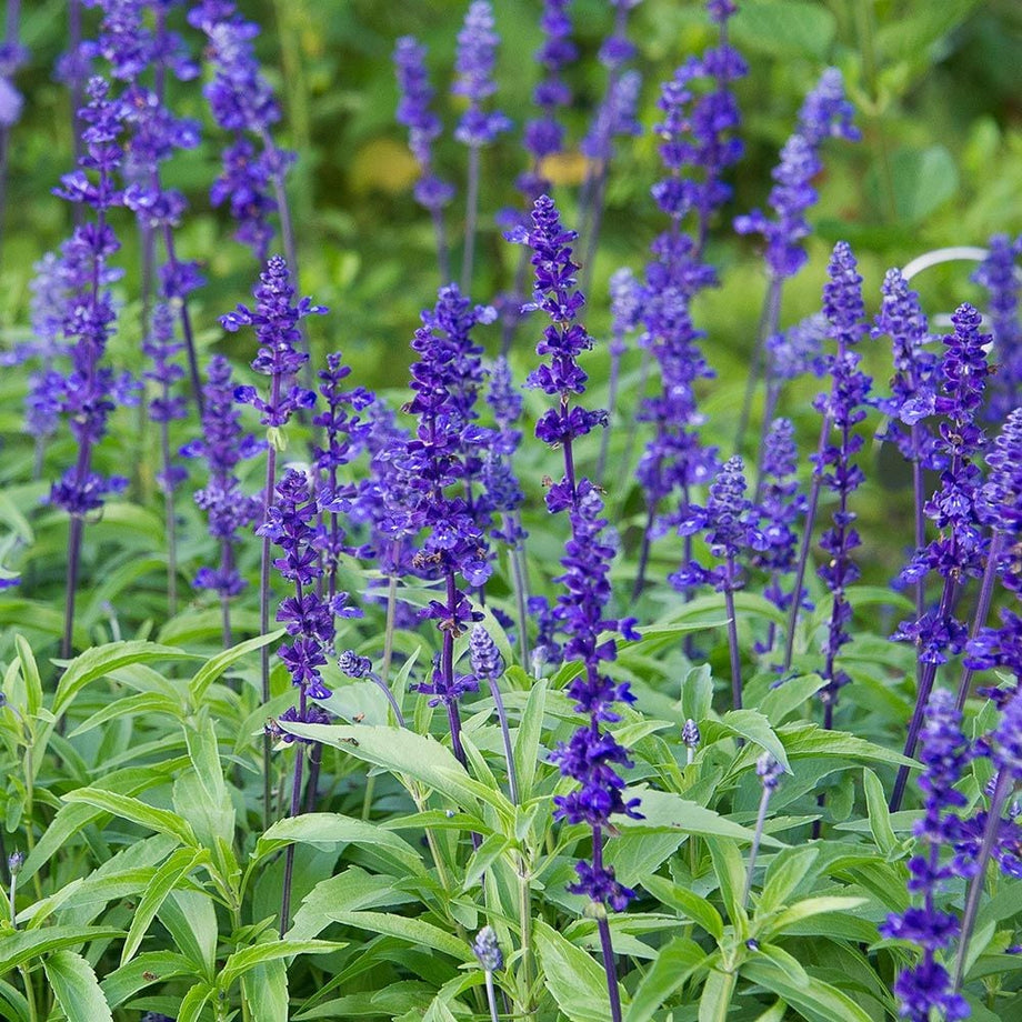 16735_460x@2x.jpg?v=1679350476