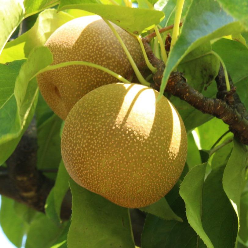 20th Century Pear Tree – Southern Idaho Landscape Center