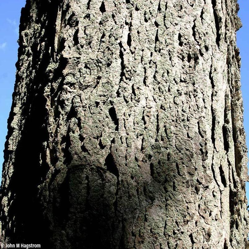 Common Hackberry Tree – Southern Idaho Landscape Center
