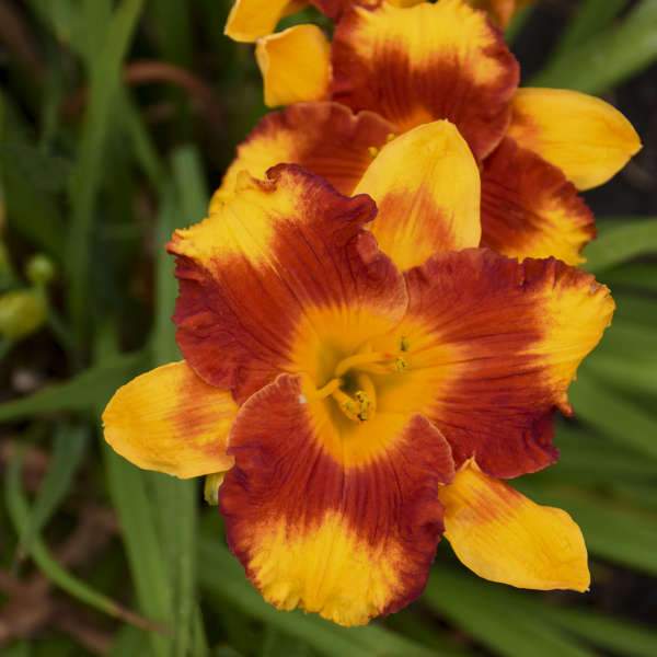 tiger day lily Adorable Tiger Hemerocallis (Daylily)