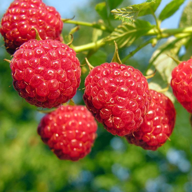 Amity Raspberry Plant – Southern Idaho Landscape Center
