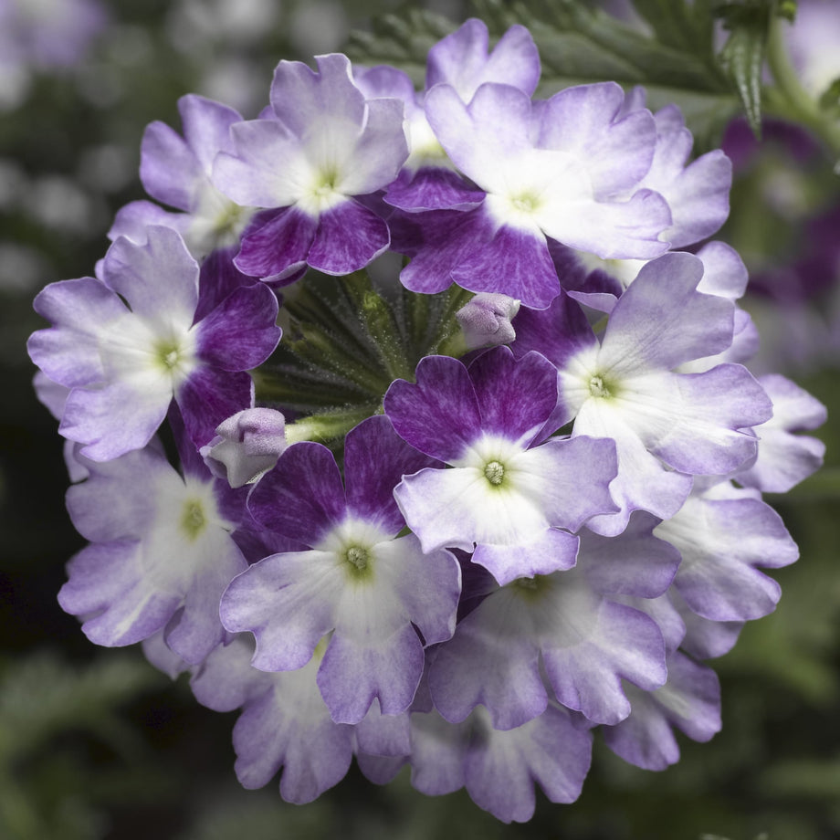 Lanai Twister Purple Verbena – Southern Idaho Landscape Center