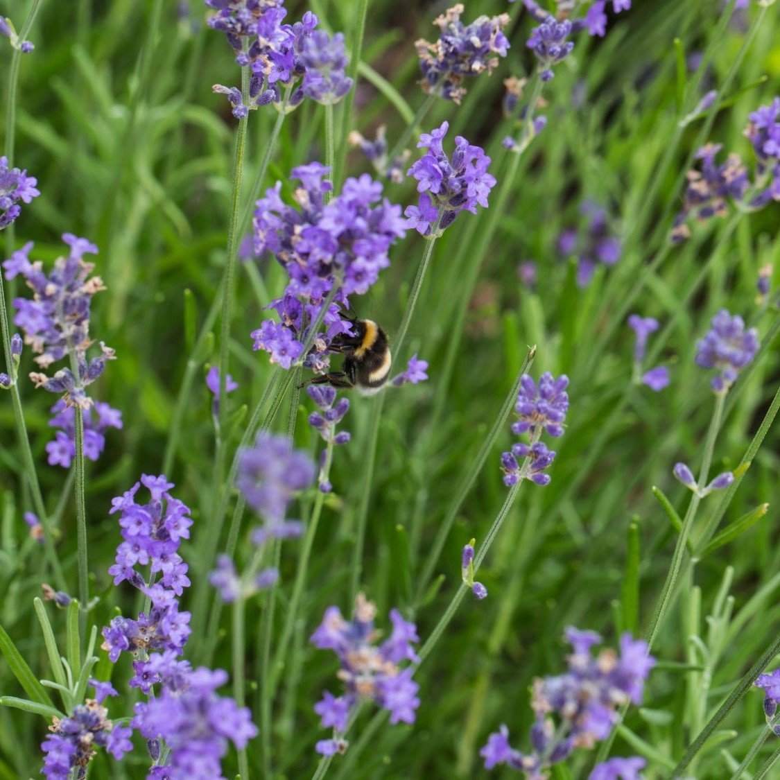 early lavender plants Early Scent Blue Engish Lavender