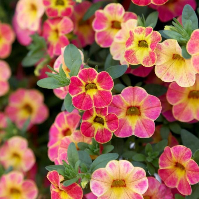 calibrachoa flower seeds Chameleon Sunshine Berry Calibrachoa (Million Bells) – Southern Idaho Landscape Center