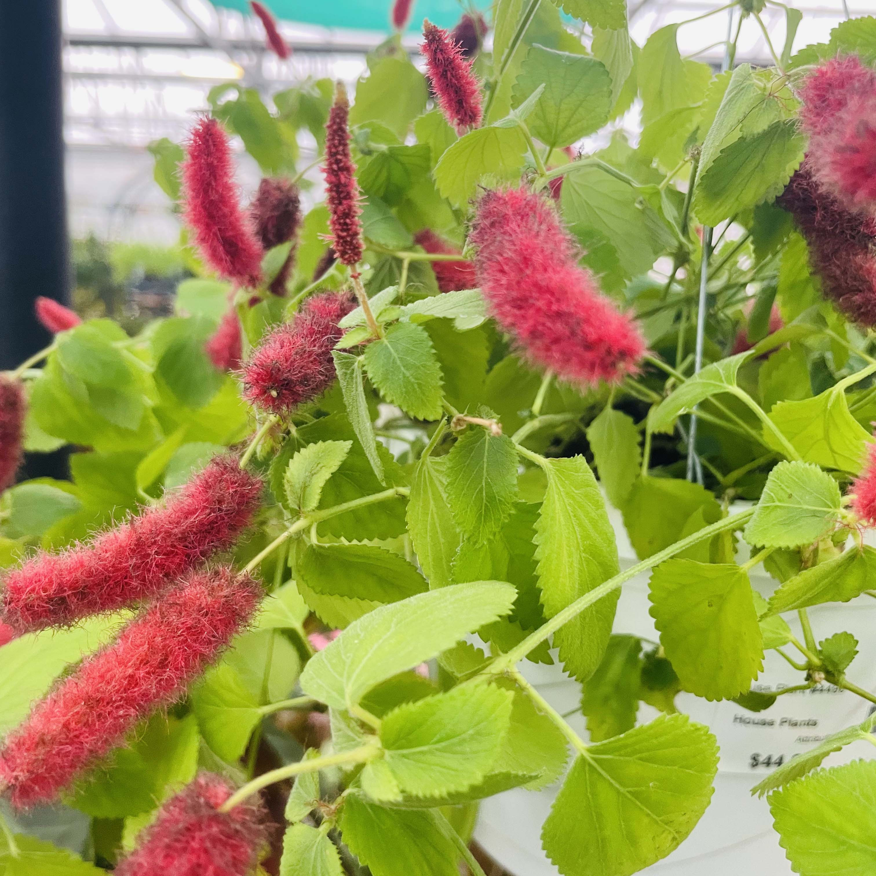 cat tail hanging plant Acalypha pendula