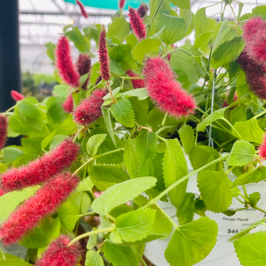 pink fuzzy hanging plant Acalypha pendula