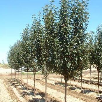 Barron Tree Red Barron Crabapple Tree – Southern Idaho Landscape Center