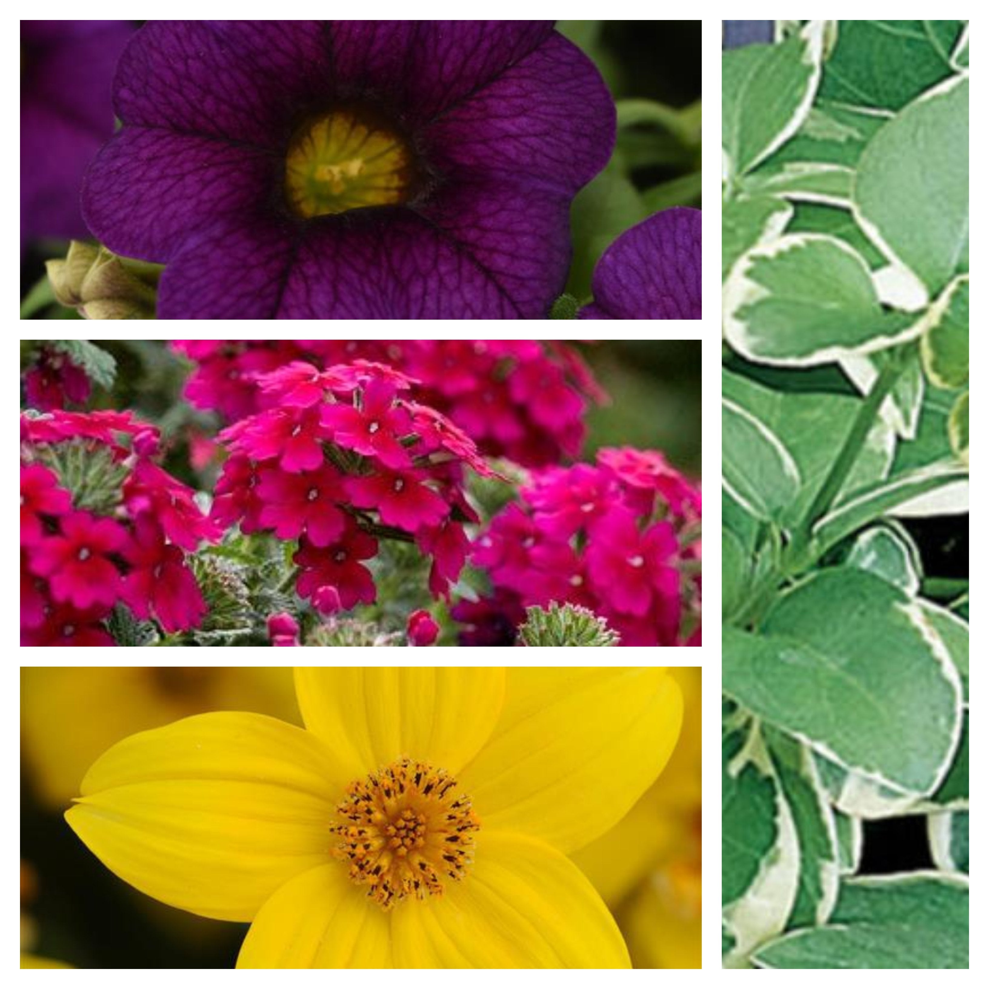 hanging vinca vine plants 12" Trixi Crazy for Crayons with Vinca Vine Hanging Basket – Southern Idaho Landscape Center