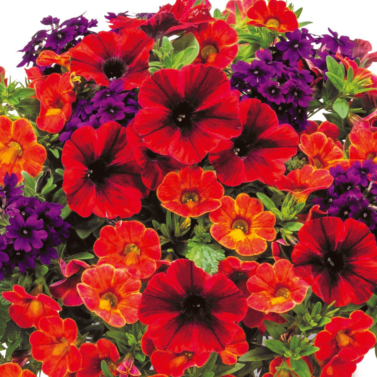 good fall hanging plants 10" Confetti Fall Fandango Hanging Basket – Southern Idaho Landscape Center