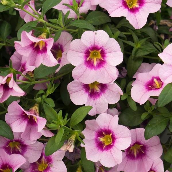 calibrachoa hanging plant 10" Rose Quartz Calibrachoa Hanging Basket – Southern Idaho Landscape Center
