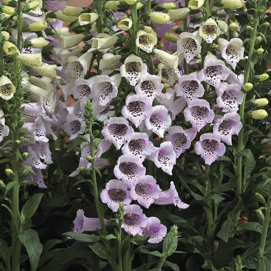 Camelot Lavender Digitalis (Foxglove) – Southern Idaho Landscape Center