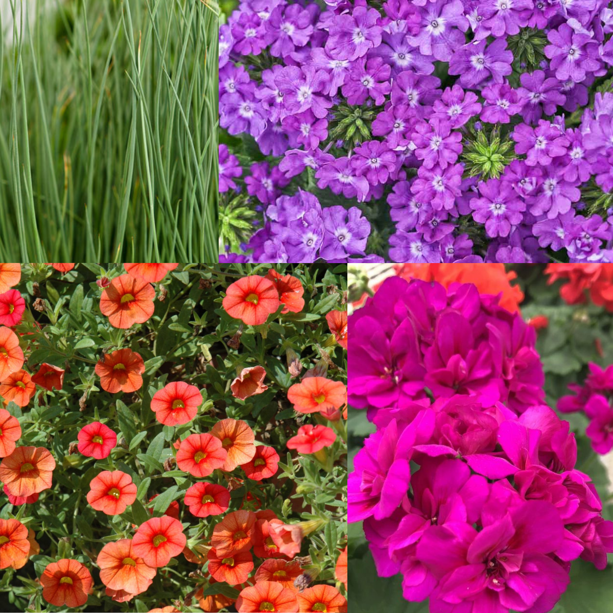 hanging basket plants calibrachoa 12" Violet Geranium with Juncus, Calibrachoa and Verbena Hanging Baske – Southern Idaho Landscape Center