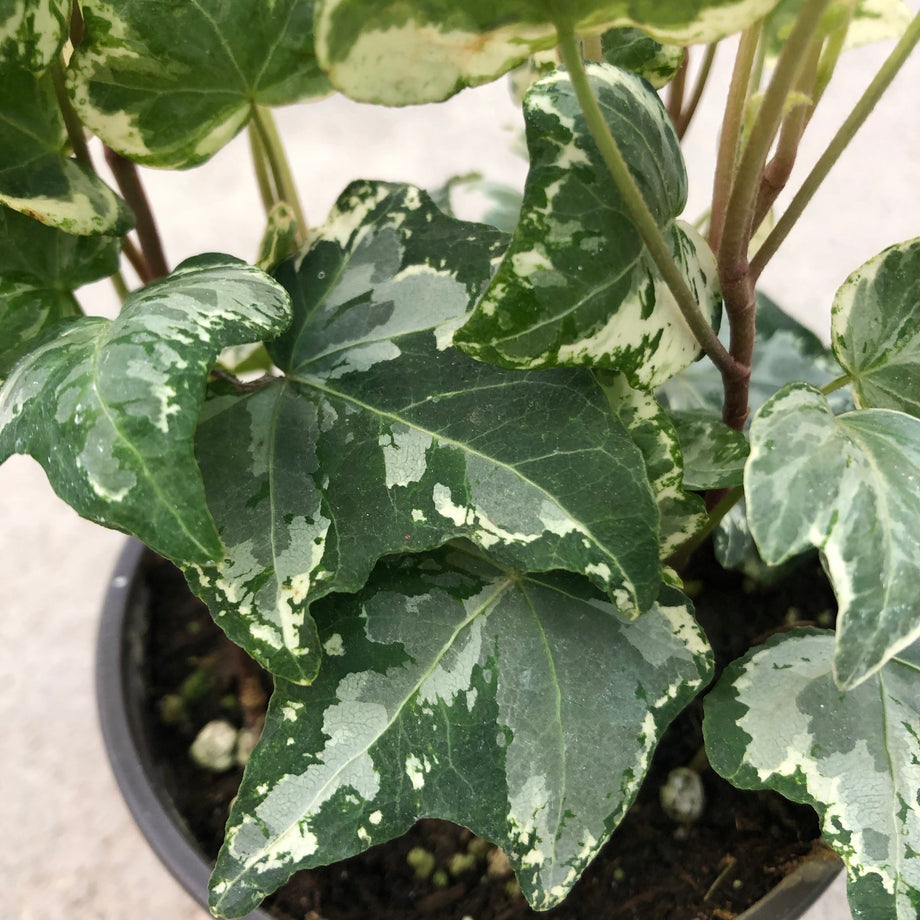 Hedera helix 'Kolibri' (English Ivy) – Southern Idaho Landscape Center