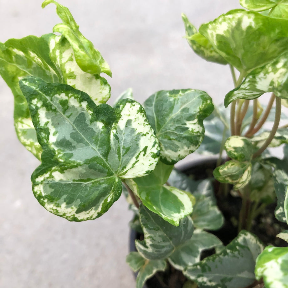 Buy Anne Marie White Variegated Ivy Plants & Trees Online