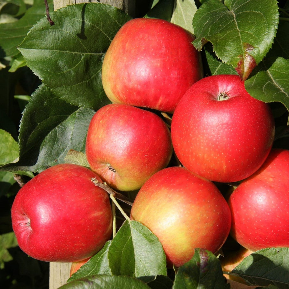 Honeycrisp Apple - Fedco Trees