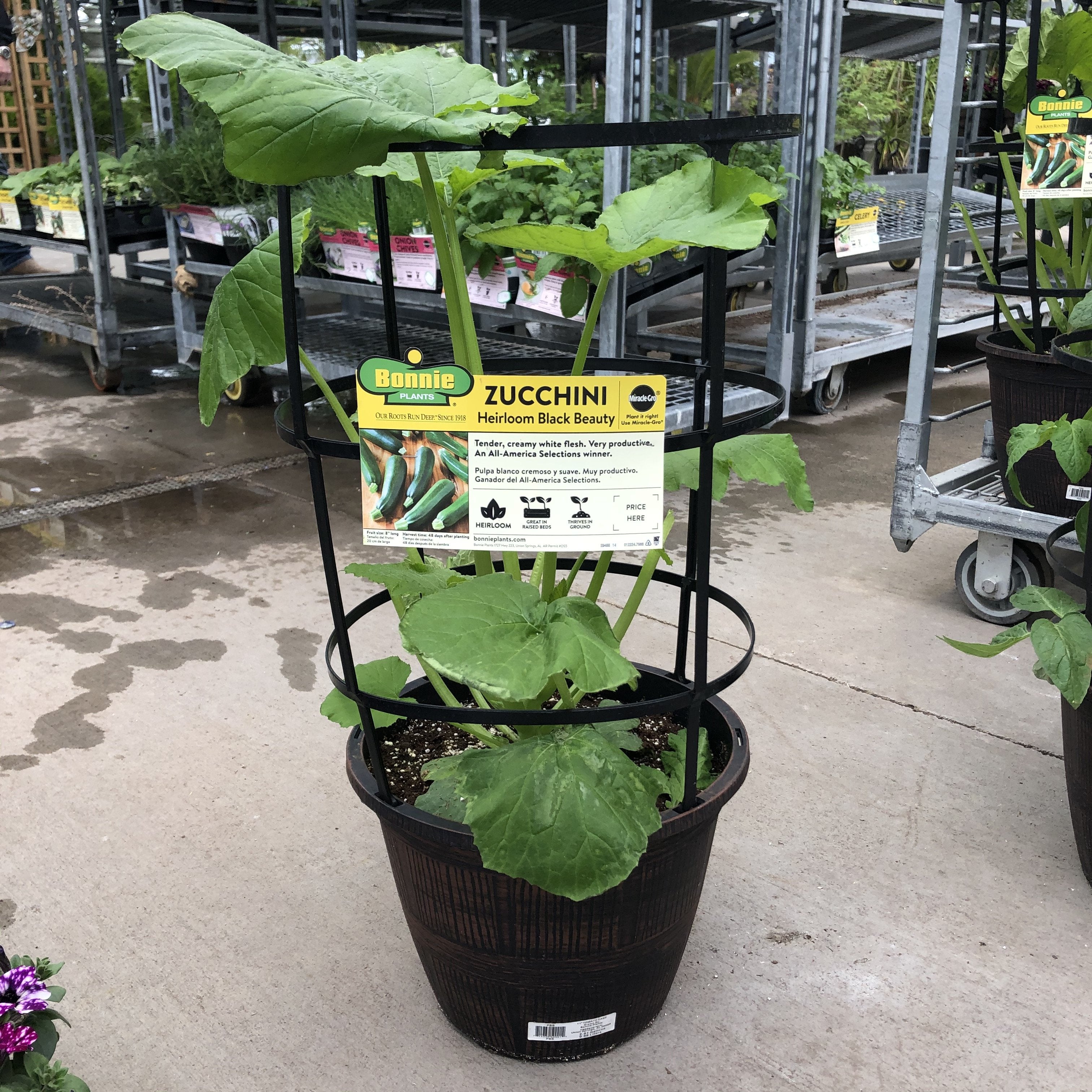 plant zucchini in a pot Black Beauty Zucchini (Garden Starter Plant) – Southern Idaho Landscape Center