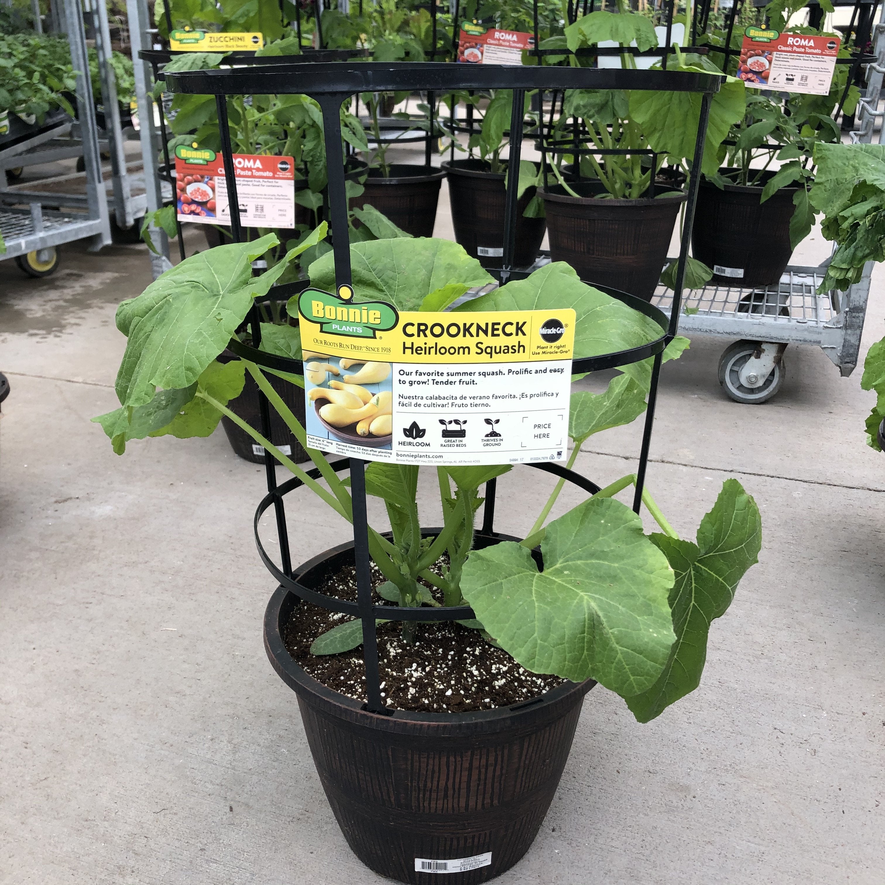squash plant in pot Crookneck Squash (Garden Starter Plant)