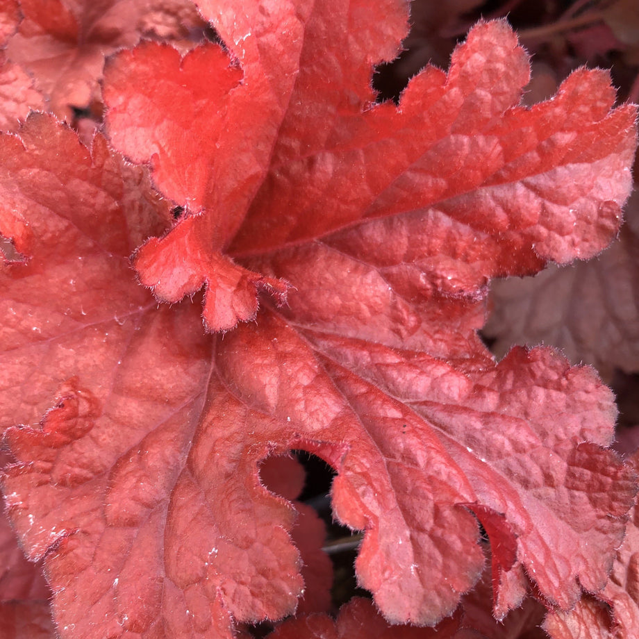 Forever Red Heuchera (Coral Bells) – Southern Idaho Landscape Center