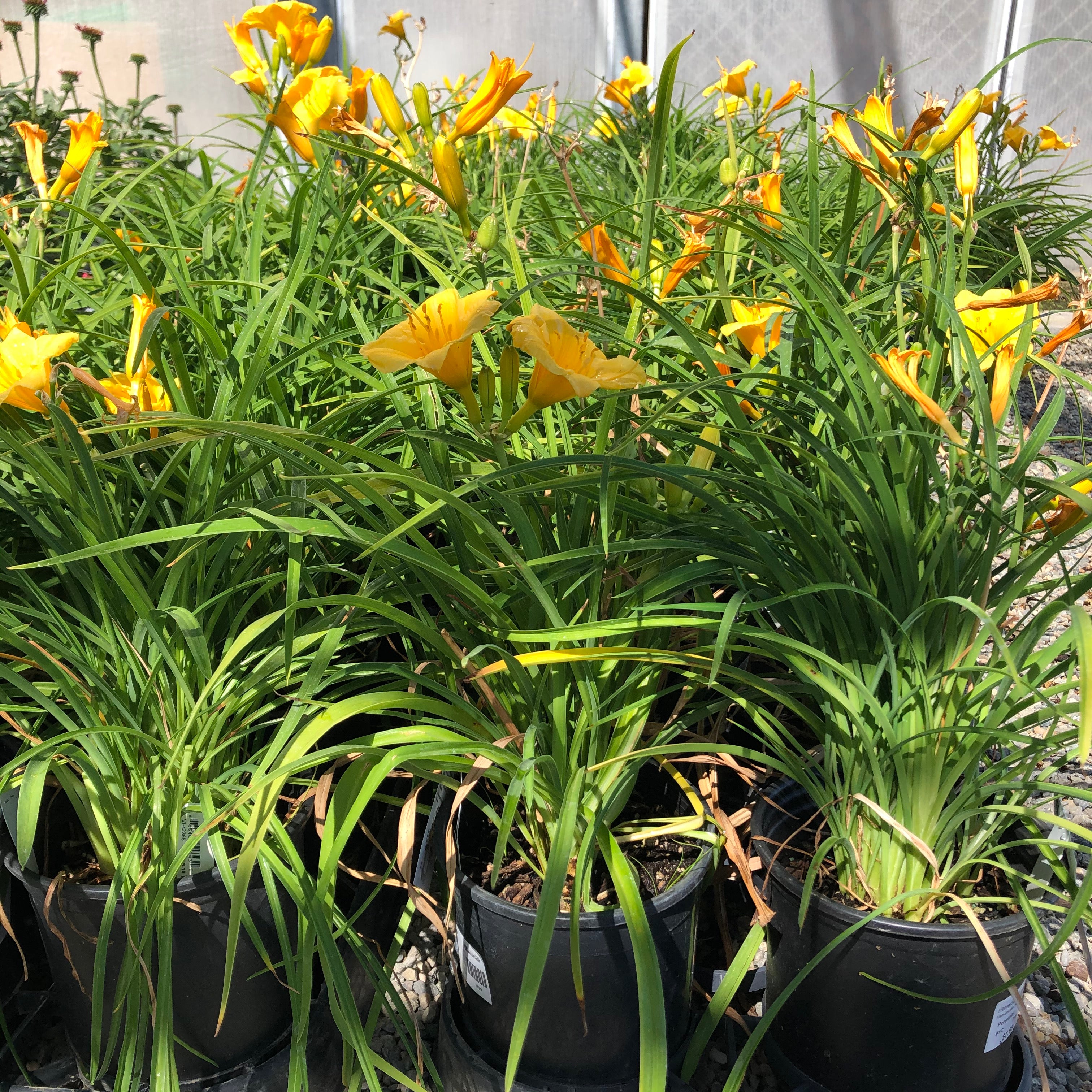 planting stella d'oro daylily seeds Stella de Oro Hemerocallis (Daylily) – Southern Idaho Landscape Center
