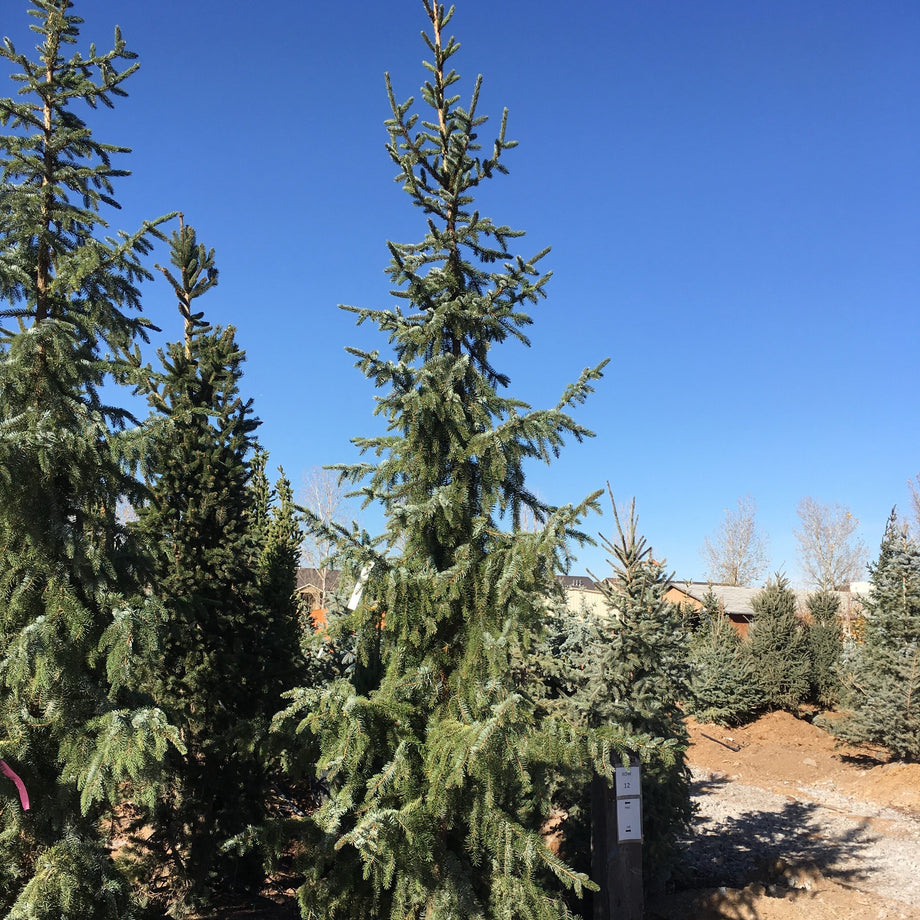 Sky Trails Serbian Spruce Tree – Southern Idaho Landscape Center