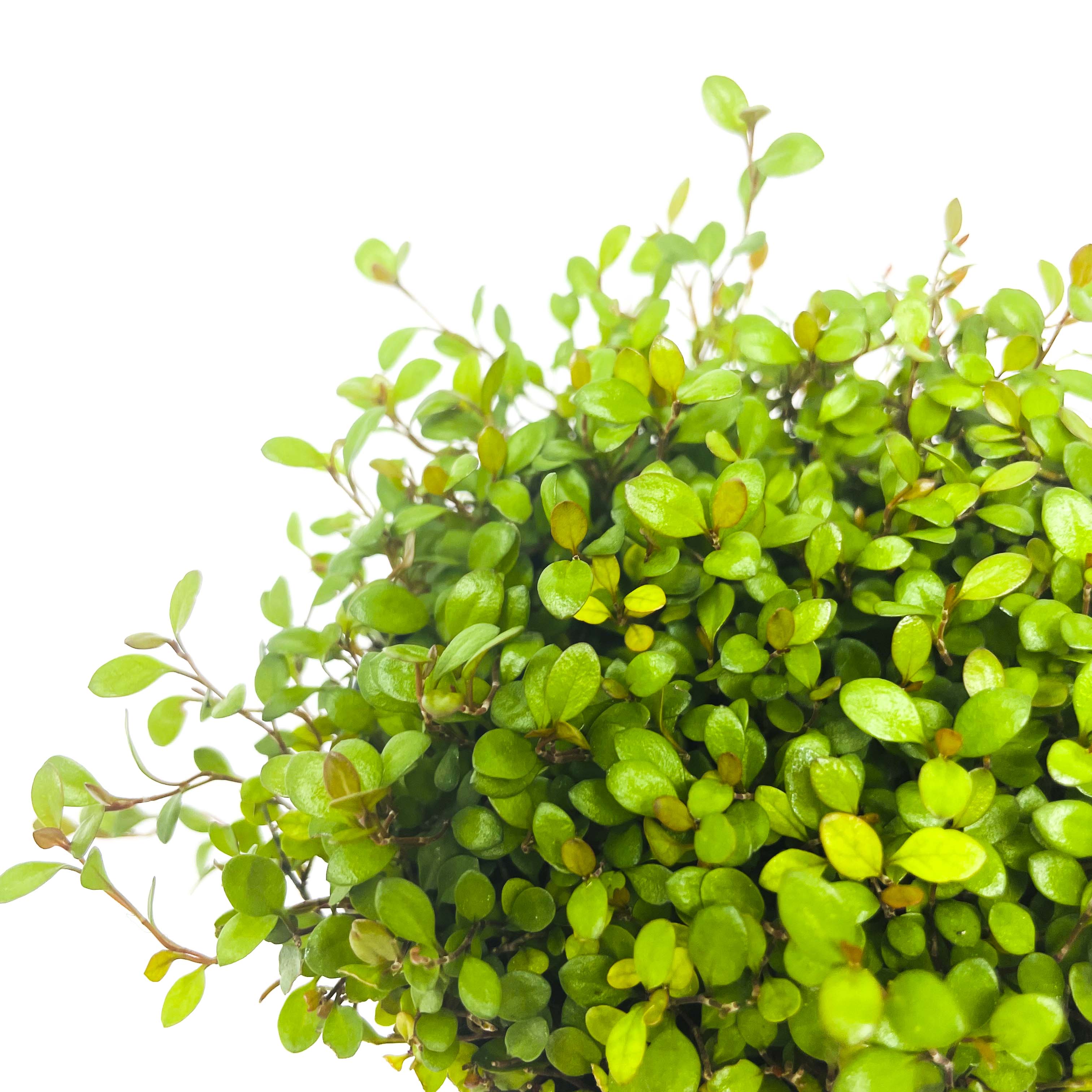 wire vine house plant Muehlenbeckia axillaris