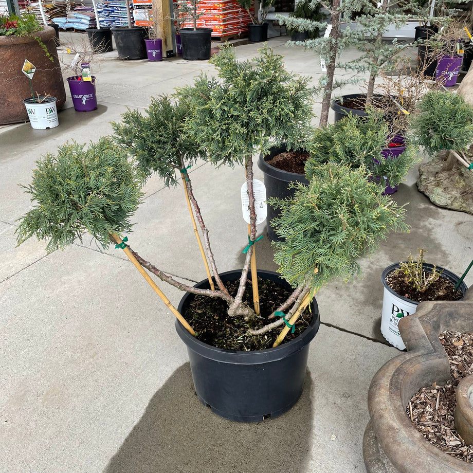 Pom Pom Juniper – Southern Idaho Landscape Center