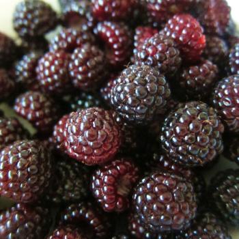 Jewel Back Raspberry Jewell Black Raspberry Plant – Southern Idaho Landscape Center