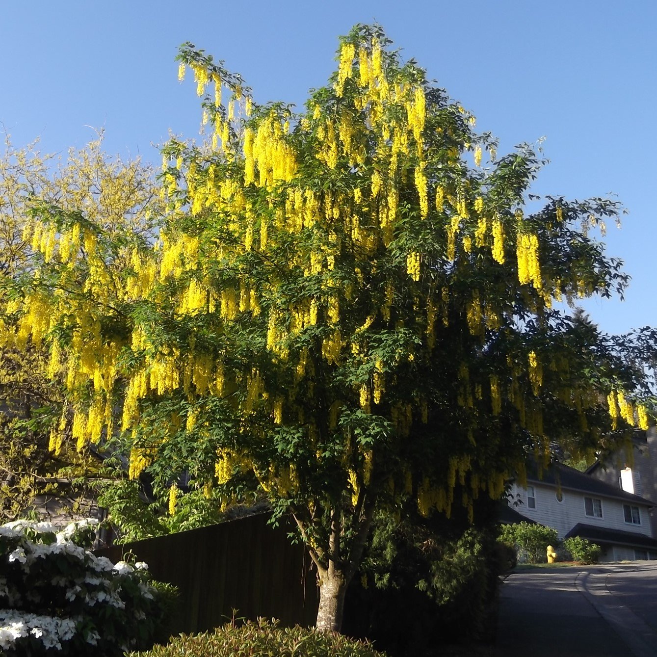 Vossii Golden Chain Tree – Southern Idaho Landscape Center